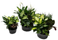 14" Dish Garden Clear Liner (Box of 2)